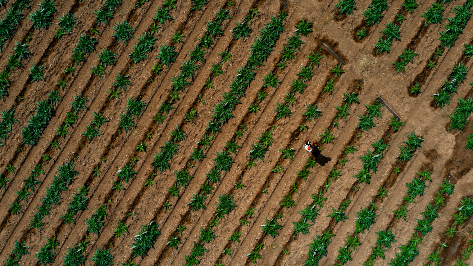 AGRICOLTURA RIGENERATIVA